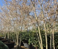 Prunus 'The Bride' - Wit bloeiende sierkers - meerstammige struik