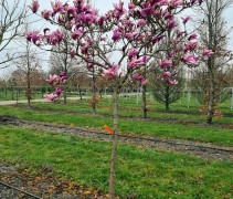 Magnolia Susan op stam