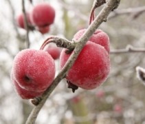 Malus ‘Red Sentinel’ vrucht