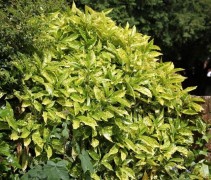Aucuba japonica 'Variegata'