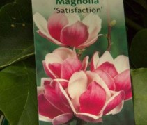 Magnolia 'Satisfaction' plantenlabel