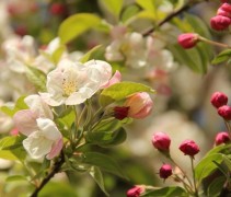 Malus Evereste