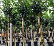 Prunus laur Novita