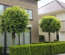 Tilia cordata 'Lima'