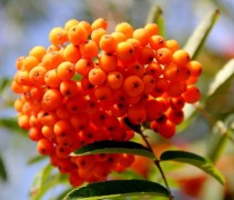 Bessen Sorbus aucuparia