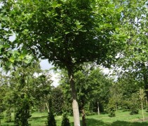 Liriodendron tulipifera 