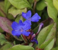 Ceratostigma plumbaginoides - Loodkruid - 1