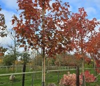 Acer rubrum 'Red Sunset' - Rode Esdoorn - 3