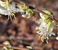 Lonicera fragrantissima - Winterkamperfoelie - 1