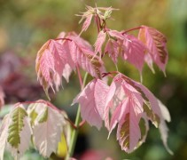 Acer negundo 'Flamingo' met jong blad en de herkenbare Flamingo roze randen
