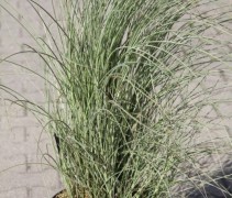 Miscanthus sinensis 'Morning Light' wordt in potten geleverd