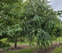 Cercidiphyllum japonicum  - Katsuraboom - 1