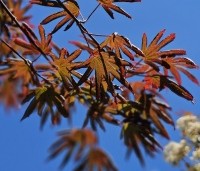 Acer palmatum 'Trompenburg' - Japanse Esdoorn 'Trompenburg' - 1