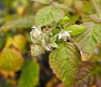 Rubus idaeus 'Tulameen' - Herfstframboos 'Tulameen' - 1