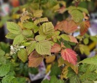 Rubus idaeus 'Tulameen' - Herfstframboos 'Tulameen' - 2