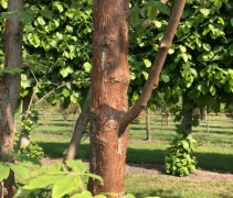 acer griseum x nikoense