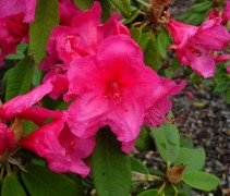 Rododendron 'Anna Rose Whitney' met mooie roze rode bloemen