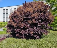 Cotinus coggygria 'Royal Purple' - Rode Pruikenboom - 1