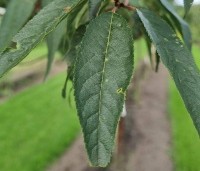 Prunus serrula - Tibetaanse Sierkers - Afbeelding 2