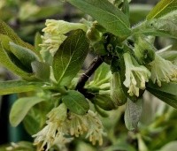 Lonicera caerulea 'Kamtschatica' - Honingbes 'Kamtschatica' - 1