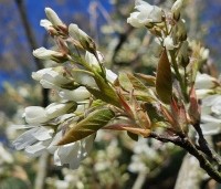 Amelanchier laevis 'Ballerina' - Krentenboompje 'Ballerina' - 1