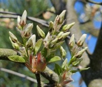 Amelanchier laevis 'Ballerina' - Krentenboompje 'Ballerina' - 2