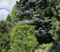 Picea pungens 'Glauca' - Blauwspar 'Glauca' - 1