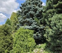 Picea pungens 'Glauca' - Blauwspar 'Glauca' - 2