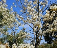 Amelanchier laevis 'Ballerina' - Krentenboompje 'Ballerina' - 4