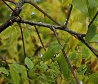Gymnocladus dioica - Doodsbeenderenboom - 4