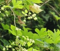 Humulus lupulus - Hop - 1