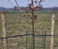 Quercus robur - Zomereik - bescherming tegen wildvraat bij jonge boom