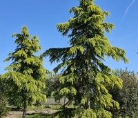 Cedrus deodara 'Aurea' - Himalayaceder 'Aurea' - 1