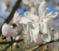 Magnolia loebneri 'Merrill' - Beverboom - 3