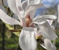 Magnolia loebneri 'Merrill' - Beverboom - 2