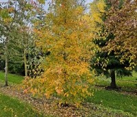 Nyssa sylvatica - Zwarte tulepoboom - 3