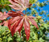 Acer palmatum 'Fior d'Arancio'