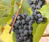 Blauwe druif 'Boskoop Glorie' aan de plant