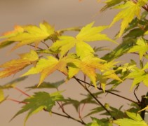 Japanse esdoorn, oranjegeel blad
