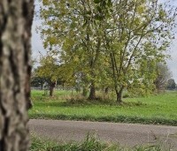 Fraxinus excelsior - Es - najaar 2025