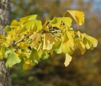 Ginkgo biloba - Japanse Notenboom - 5