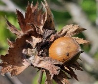 Corylus avellana - Gewone hazelaar - hazelnoot