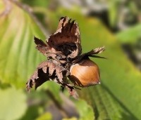 Corylus avellana - Gewone hazelaar - hazelnoot