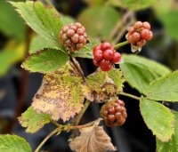 Rubus fruticosus 'Black Satin' - Doornloze braam 'Black Satin' - juli