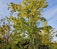 Chionanthus retusus - Sneeuwvlokkenboom - herfst