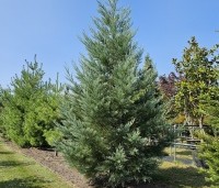 Sequoiadendron giganteum 'Powder Blue' - Blauwe Mammoetboom - augustus 2024 vak i