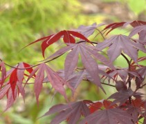 Acer palmatum 'Bloodgood' blad