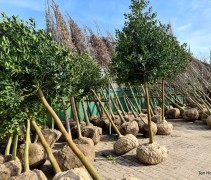 Ilex 'Nellie Stevens'