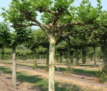 Platanus hispanica