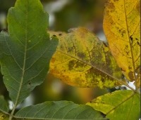 Acer triflorum - Driebloemige esdoorn - 1